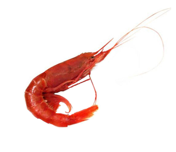 Gambero rosso l 30/40 mozambico congelato