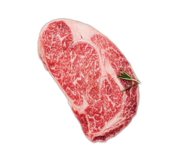 Black angus scamone bovino adulto australia fre.