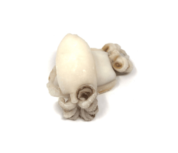 Seppie pulite atlantiche 1000+ naturali surgelato