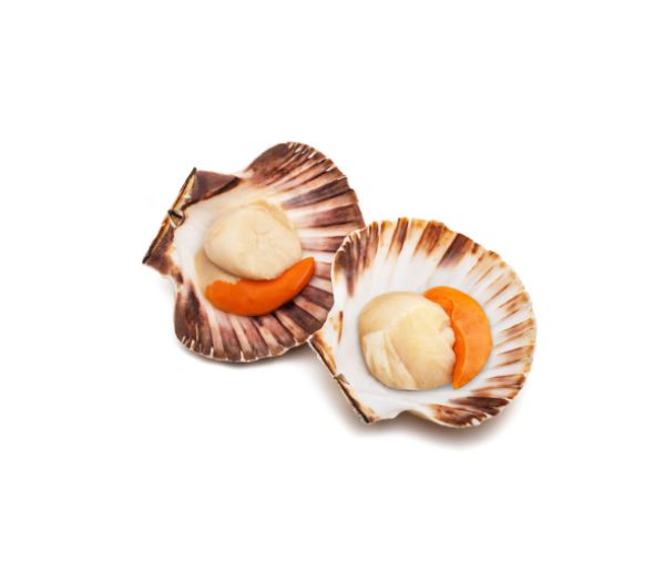 Cappesante dell'adriatico mezzo guscio kg. 1 congelato